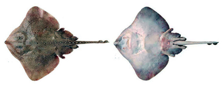 Amblyraja radiata_013.jpg